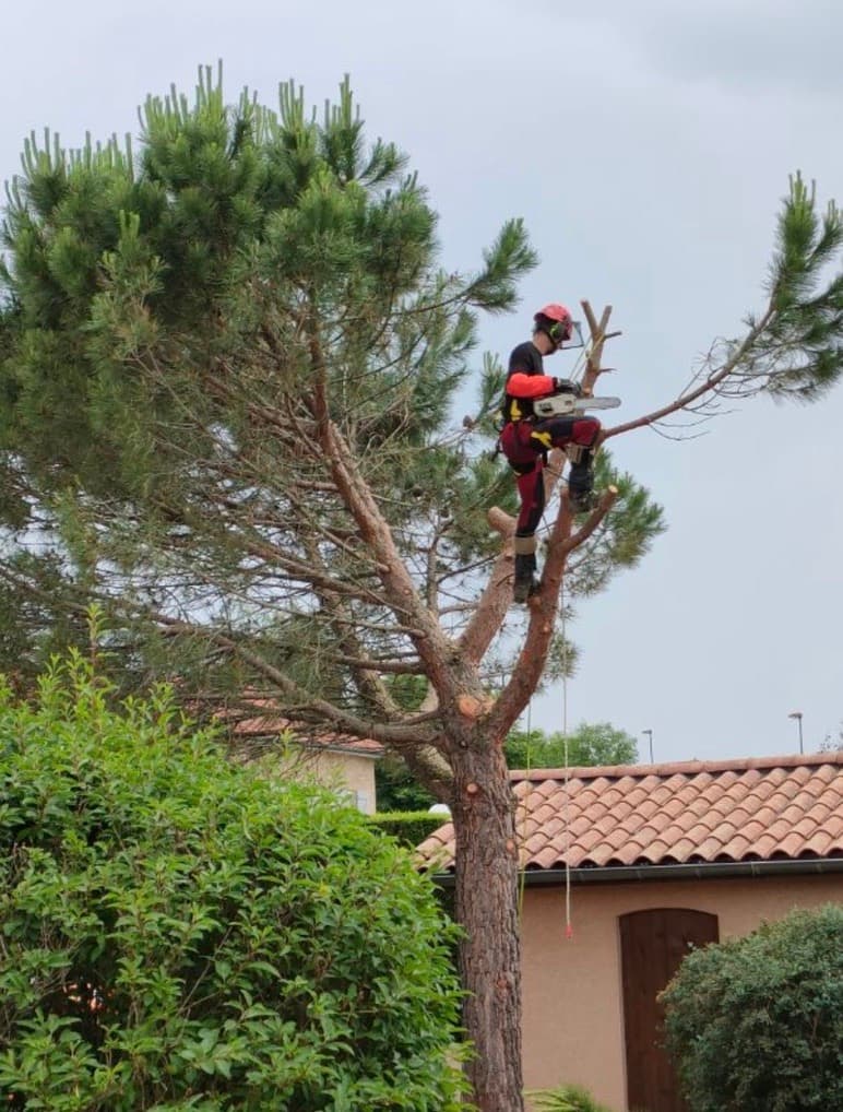 Élagage & démontage d'arbres