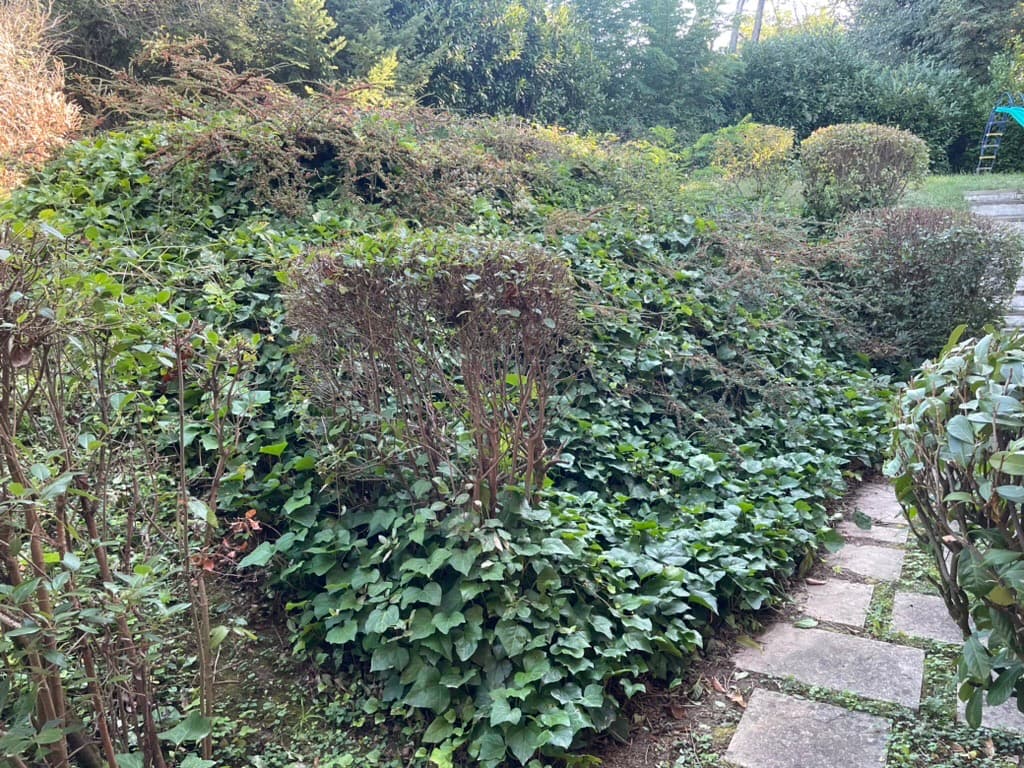 Débroussaillage de jardin — avant
